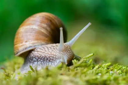 Snail, beauty, skincare