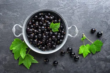 Black currants crush disease