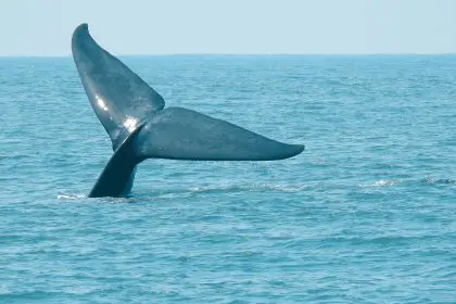 blue whale