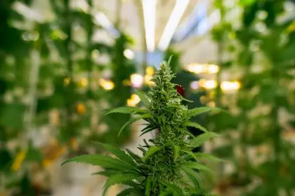 Cannibis, legalization,
