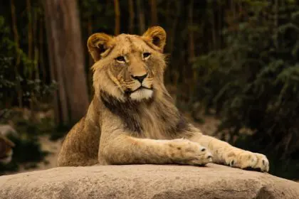 Denmark zoo wants pets