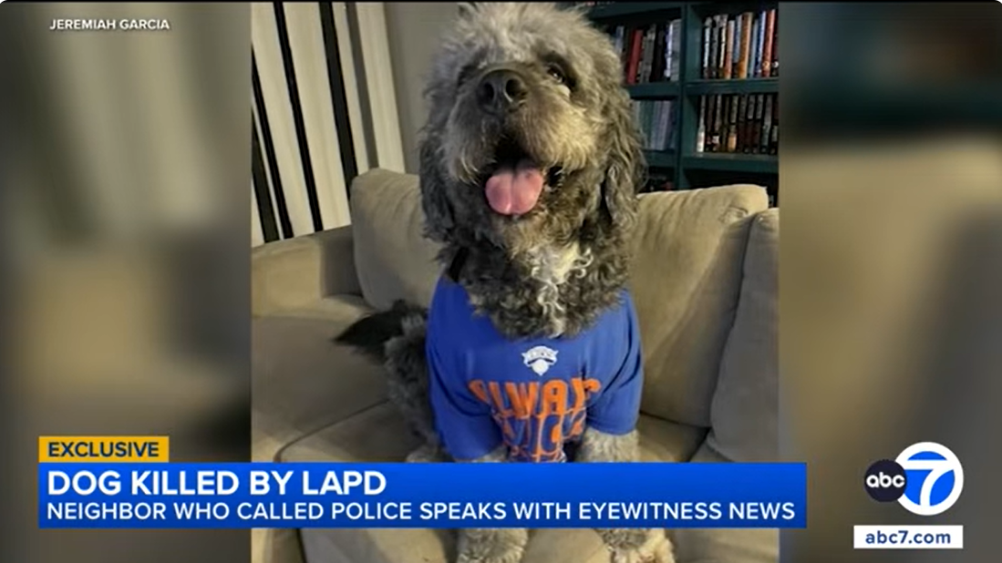 LAPD shot a dog and the 911 caller cannot stop apologizing