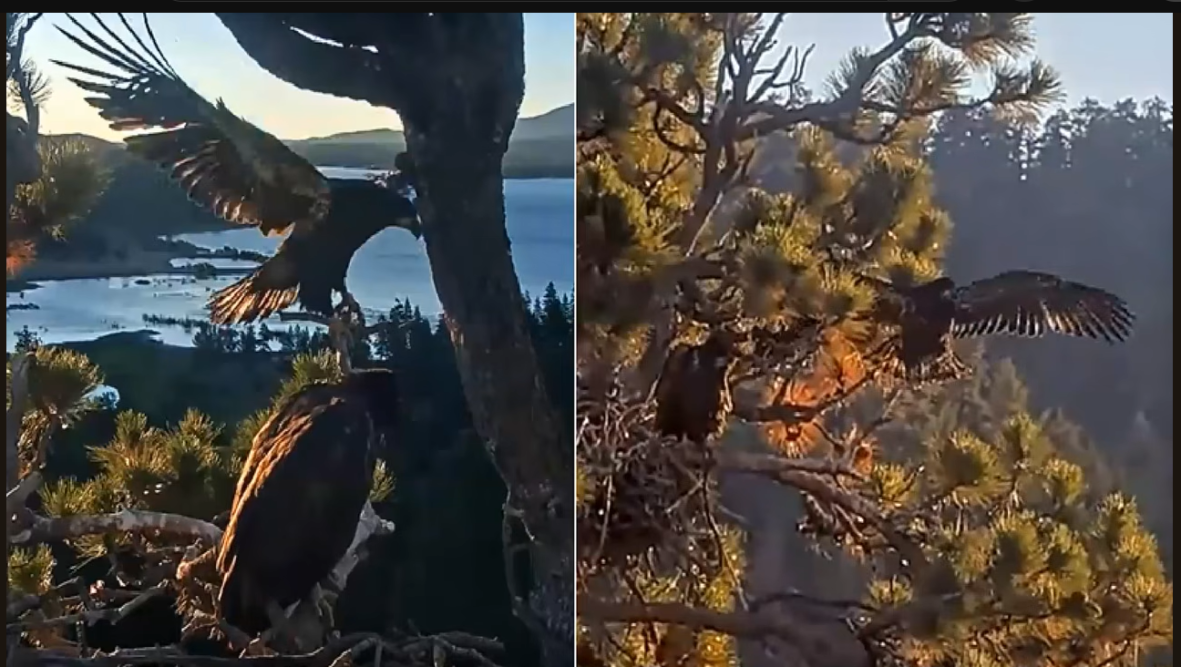 Big Bear eaglet Sandy falls from nest tree in frightening livestream