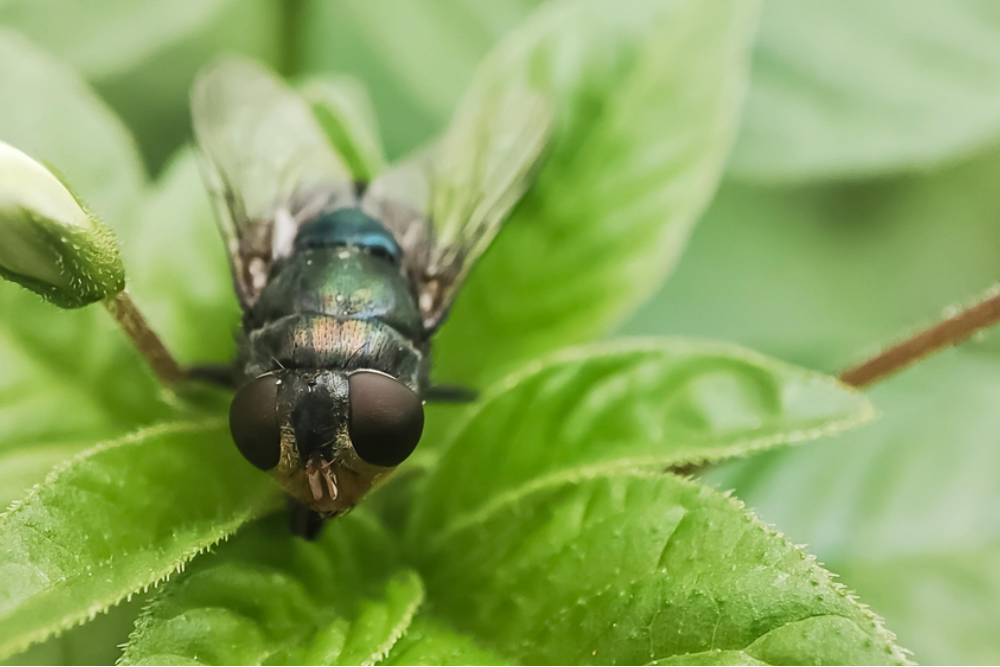 Flesh-eating screwworm found in Texas shocks officials