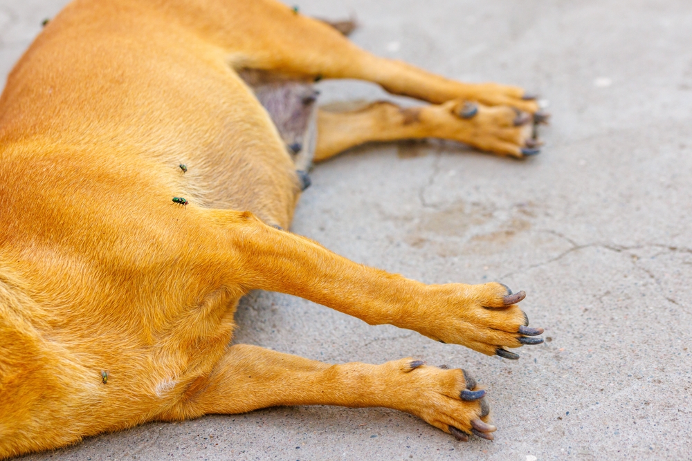 A ‘No-Kill’ shelter in California was hiding 117 dead dogs