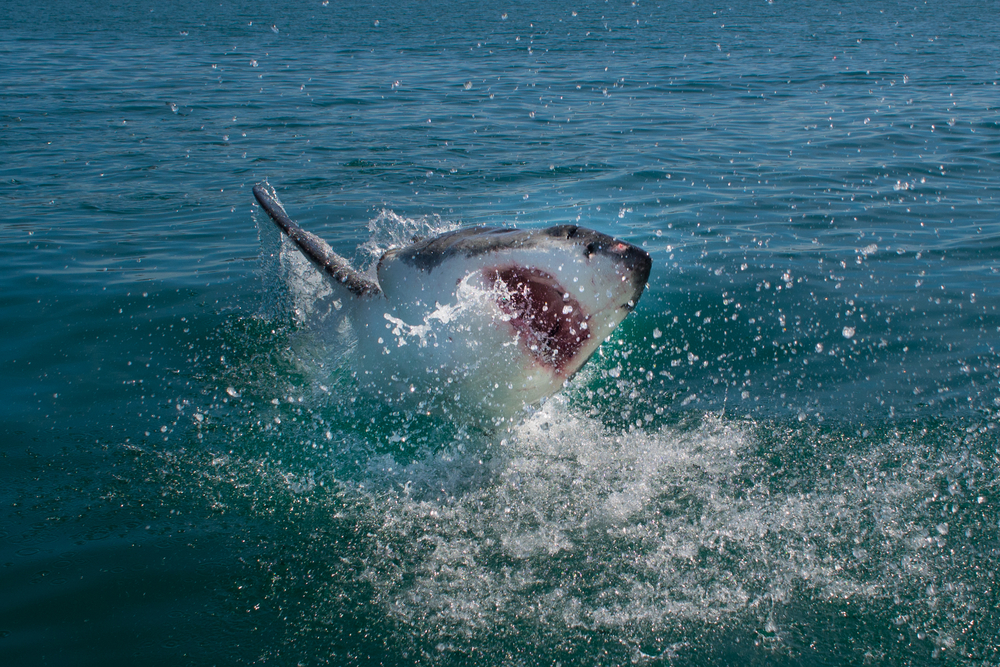 Navy employee critically injured in Florida shark attack